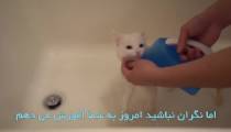 آموزش حمام گربه