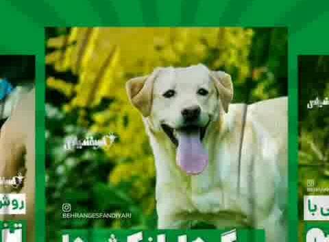 بهترین داروخانه دامپزشکی