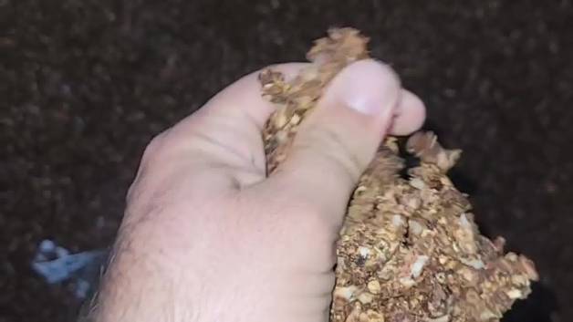 قهوه هسته خرما عمده - رستیانو