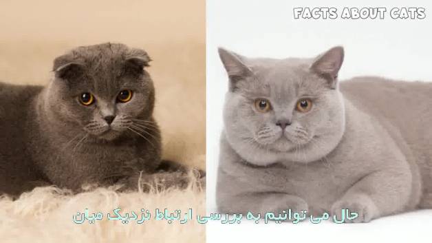 تفاوت بین گربه اسکاتیش و بریتیش