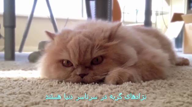 انواع گربه پرشین