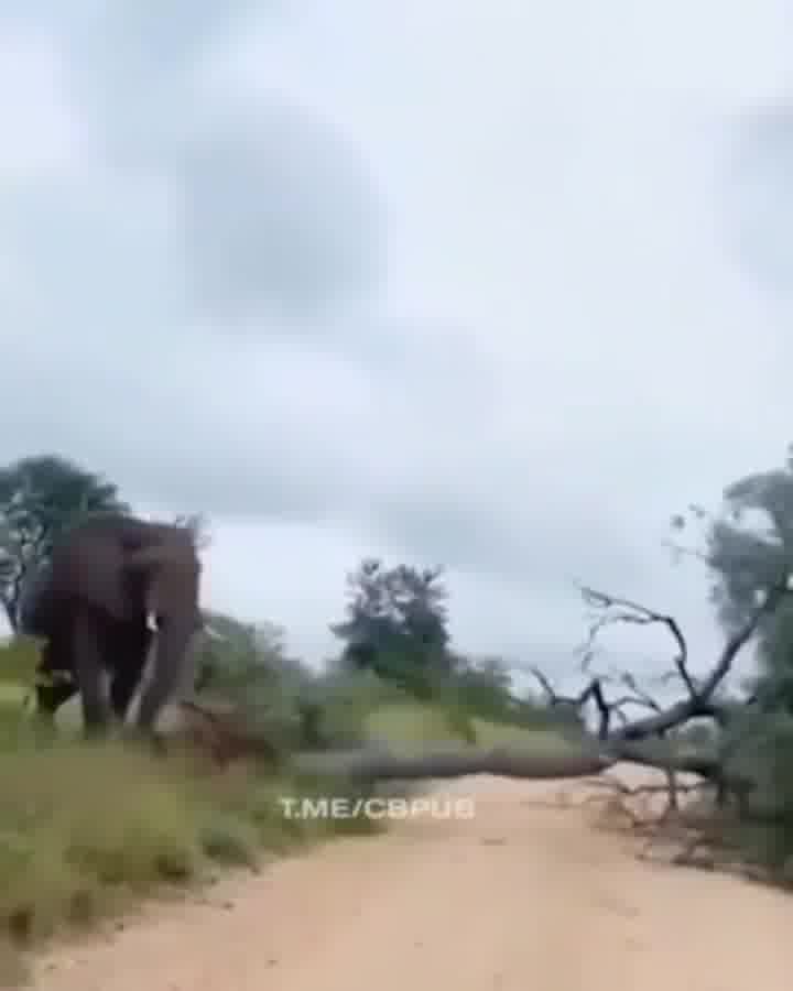 فیل خنگ