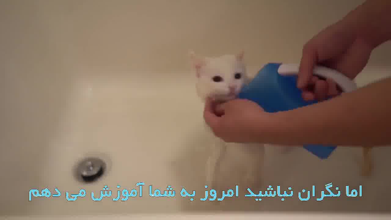 آموزش حمام گربه