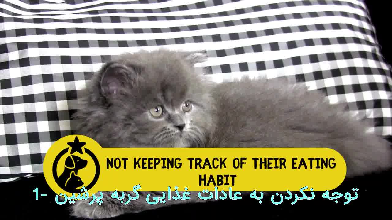پنج اشتباه در نگهداری از گربه پرشین